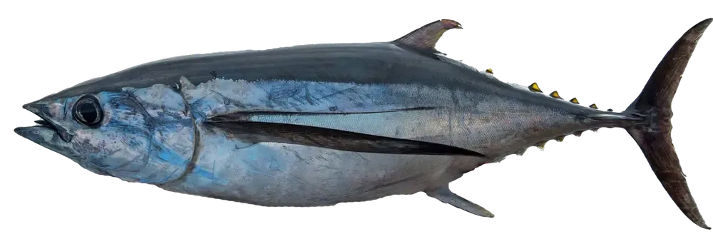 Albacore Tuna - Thunnus alalunga