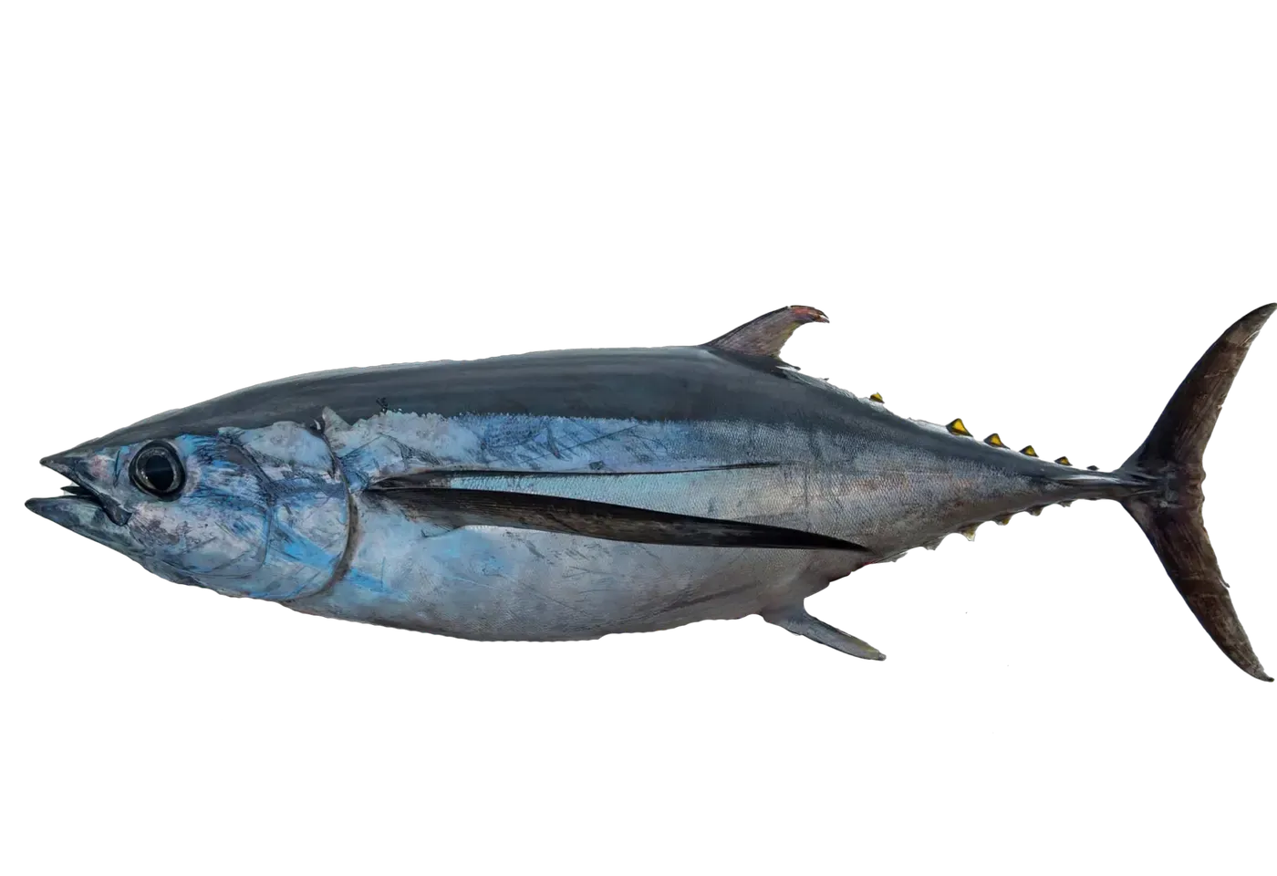 Albacore Tuna header photo