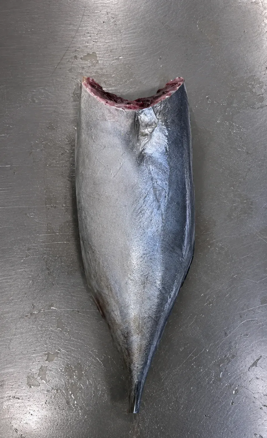 Albacore Tuna headed and gutted cut