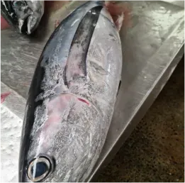 Wild Caught Products seafood gallery