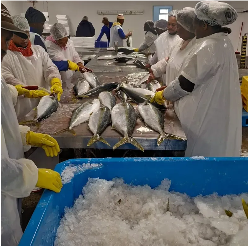 Fresh caught fish processing