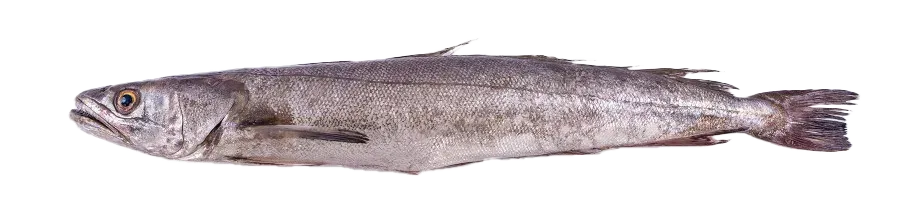Hake - Merluccius paradoxus