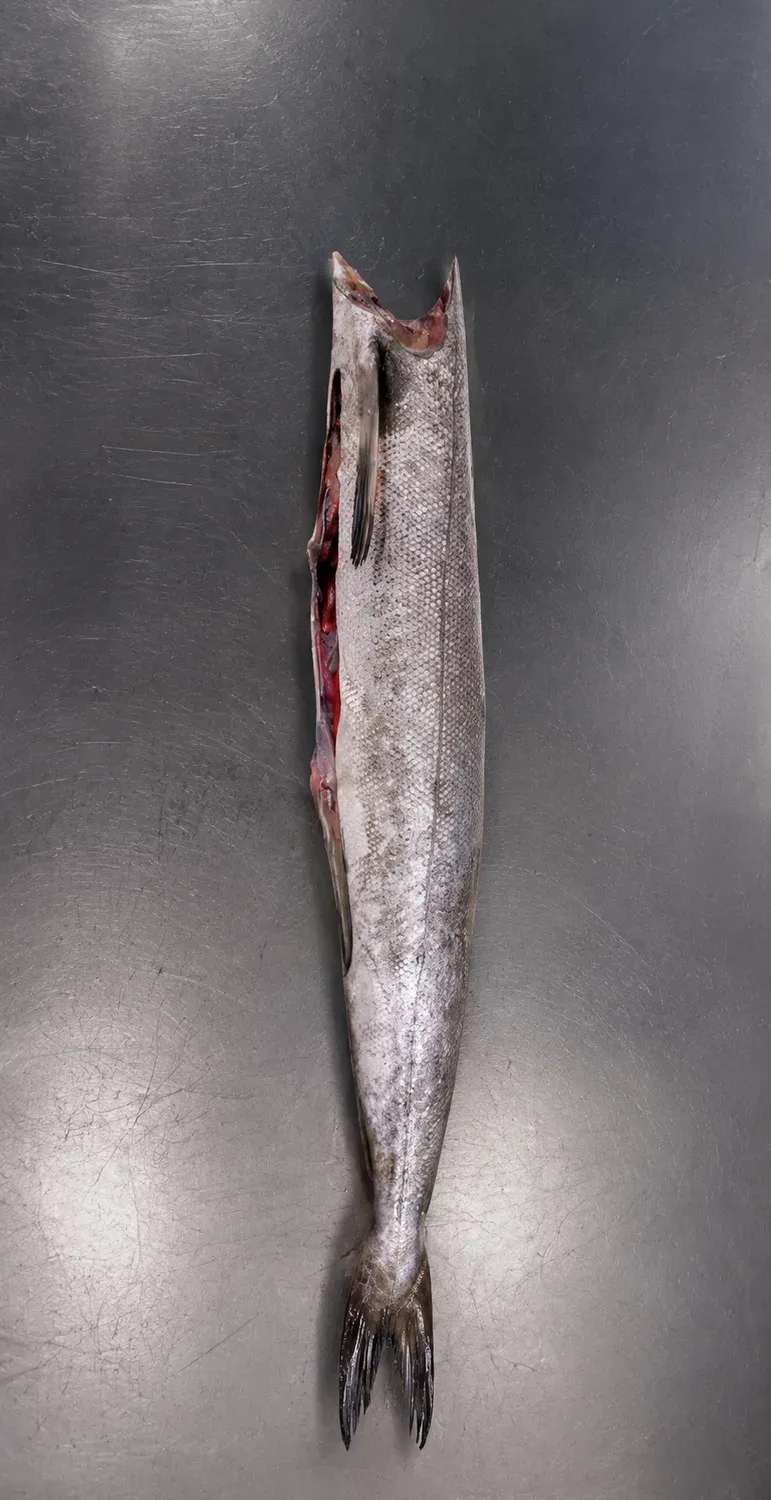 Hake gill and gutted cut