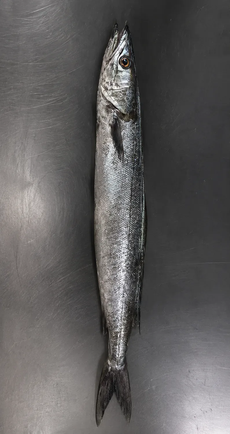 Hake whole round cut