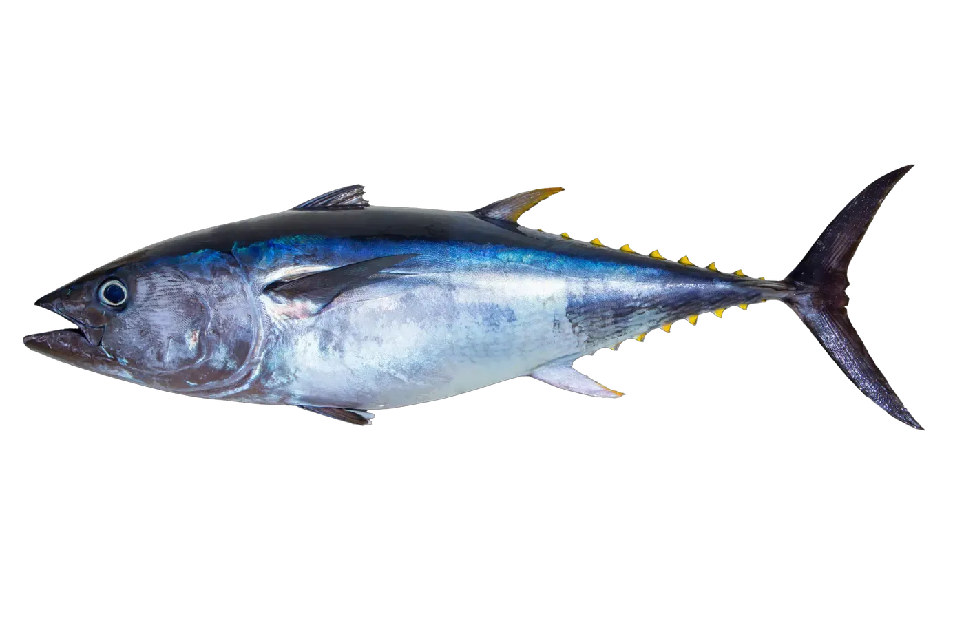 Yellowfin Tuna header photo