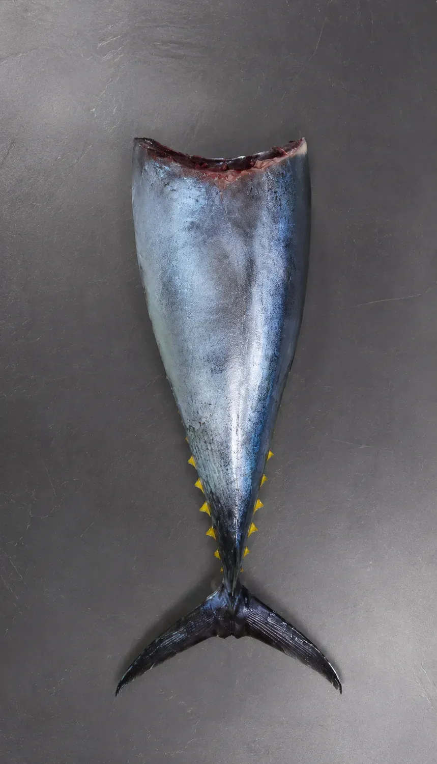 Yellowfin Tuna gill and gutted cut