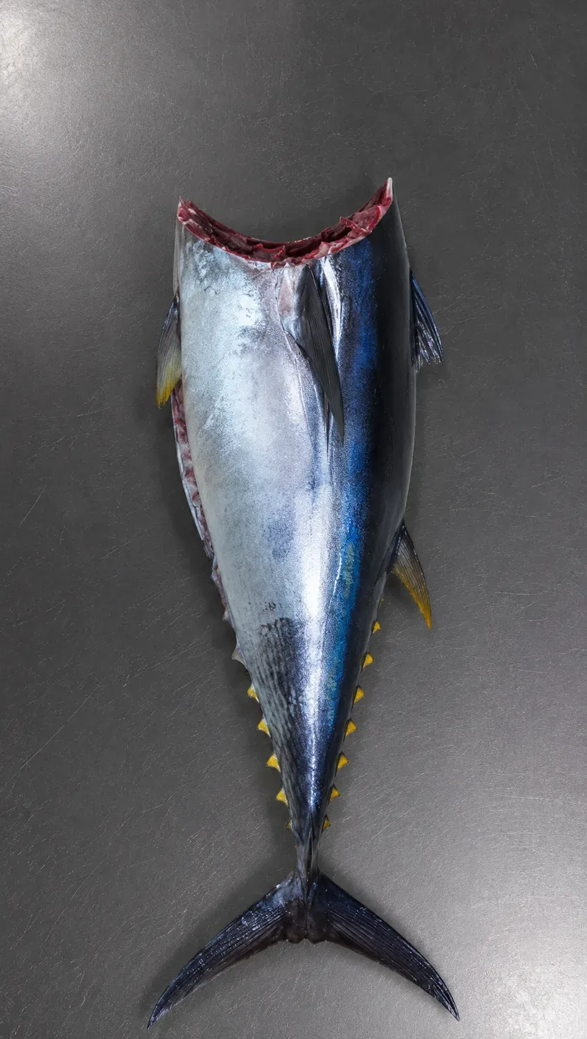 Yellowfin Tuna headed and gutted cut