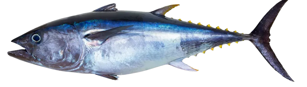 Yellowfin Tuna - Thunnus albacares