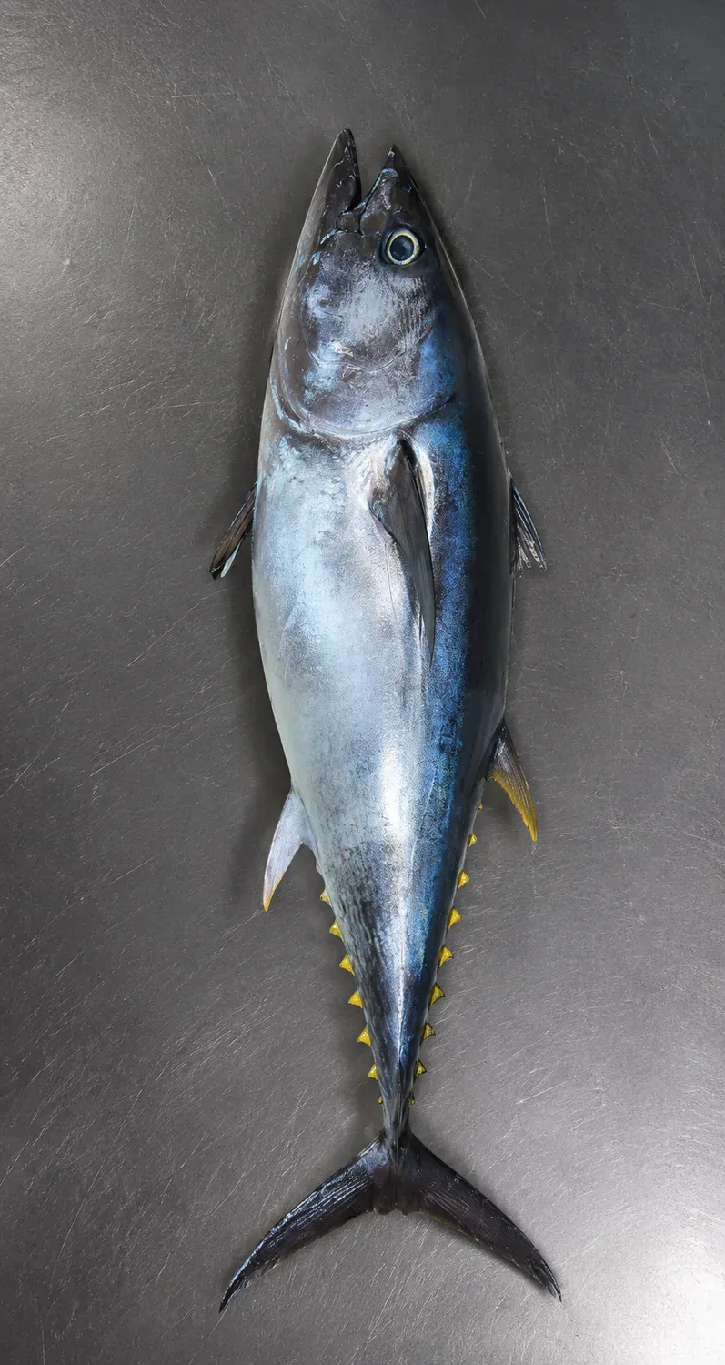 Yellowfin Tuna whole round cut