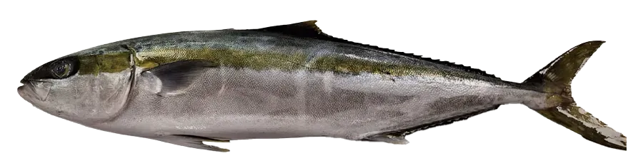 Yellowtail - Seriola lalandi