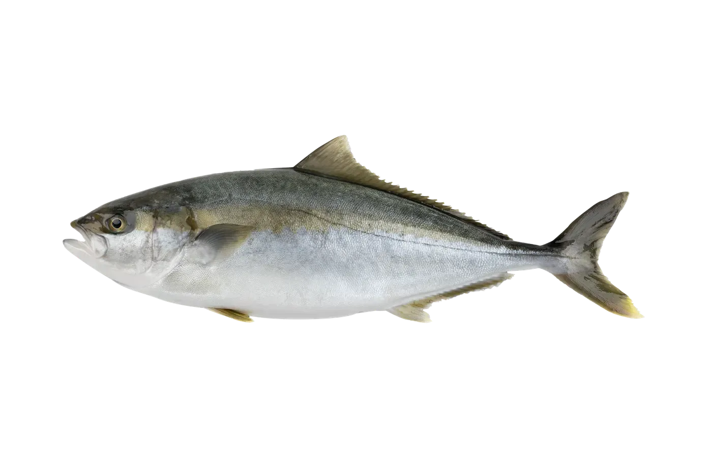 Yellowtail header photo