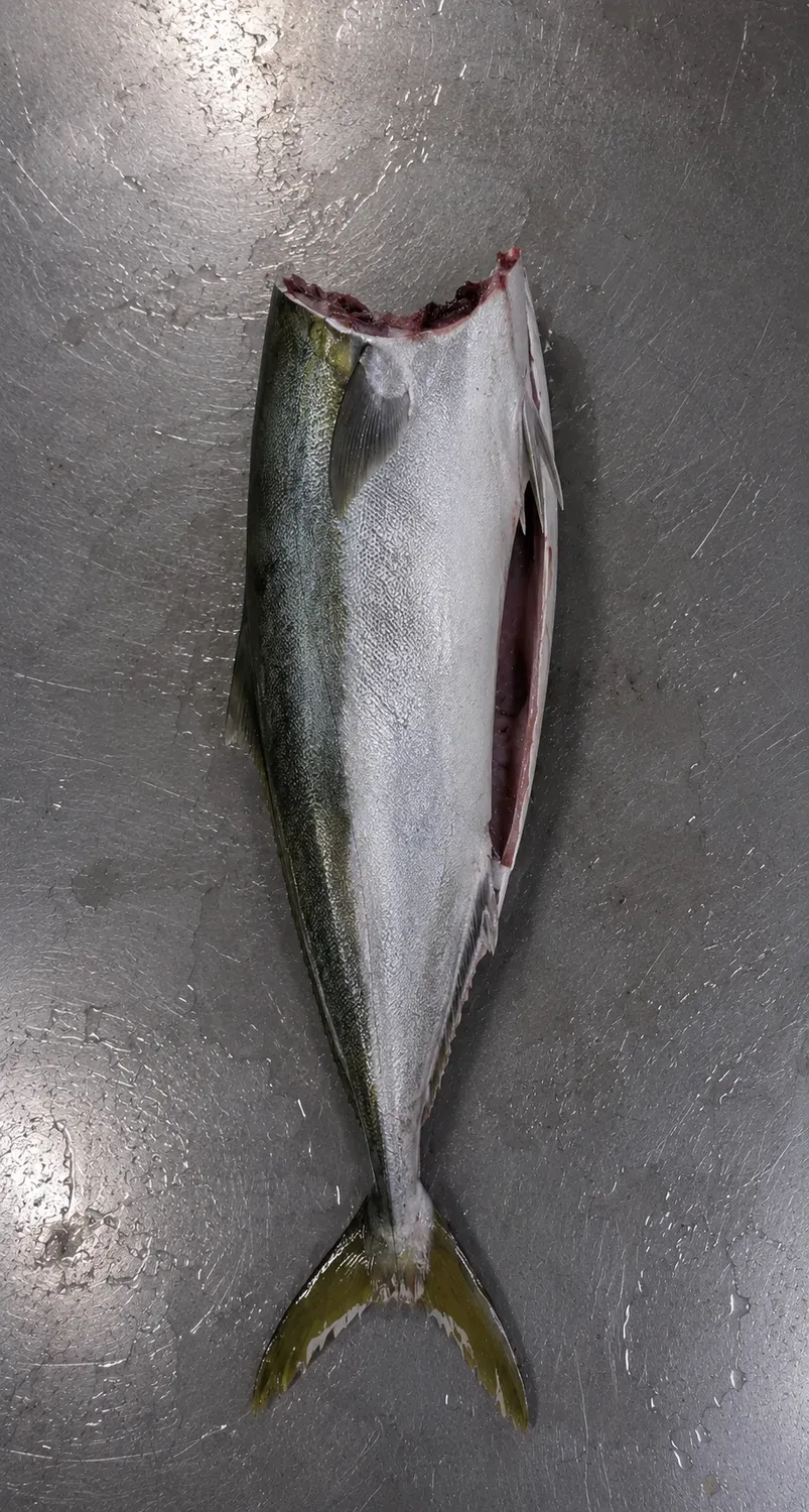 Yellowtail headed and gutted cut
