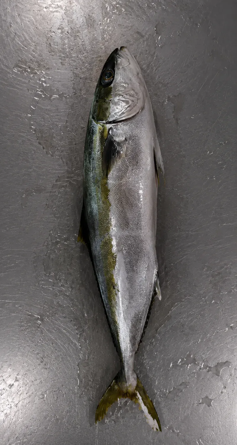 Yellowtail whole round cut