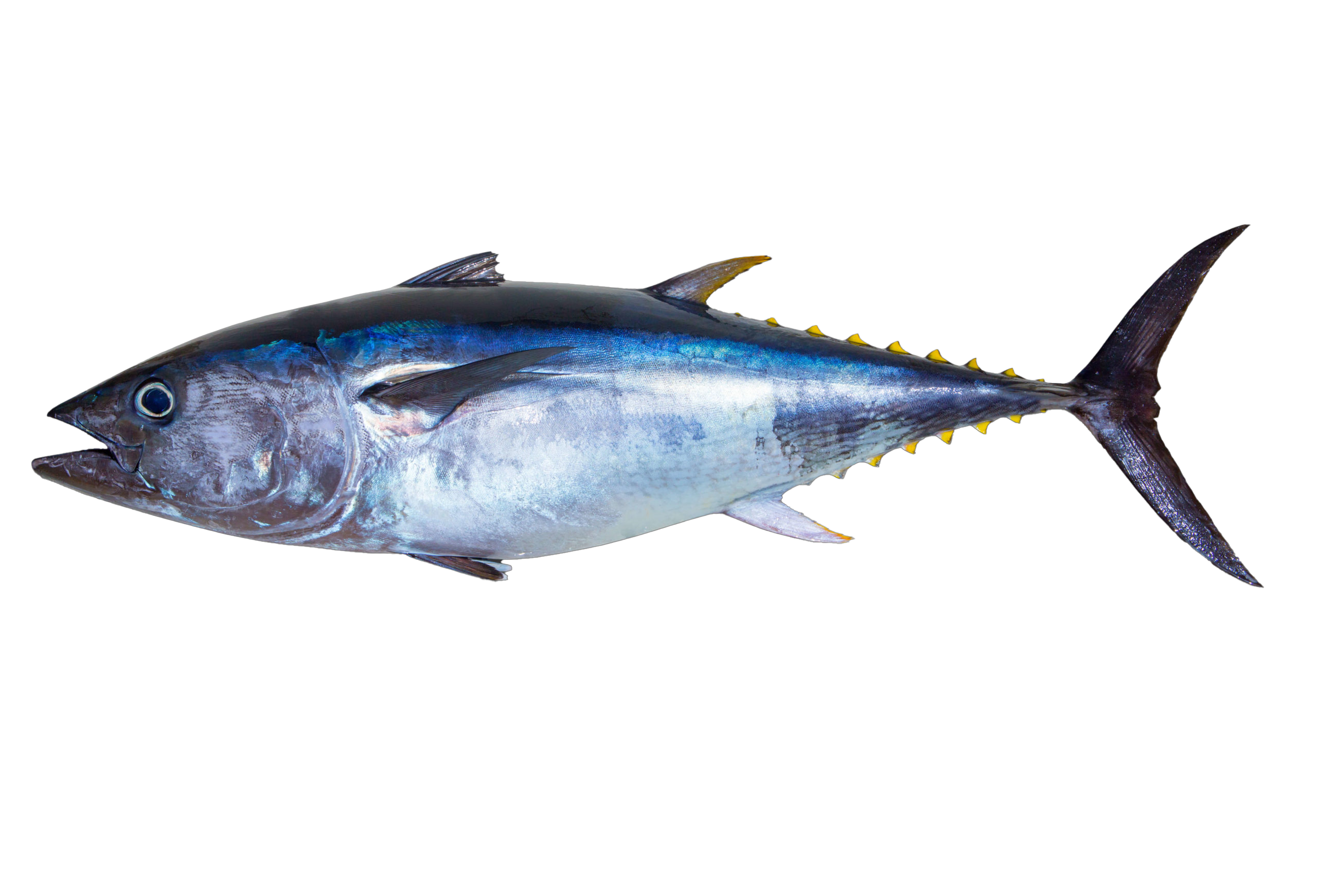 Yellowfin Tuna header photo
