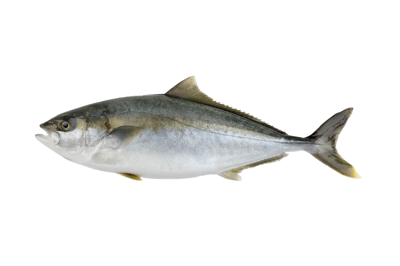 Yellowtail header photo