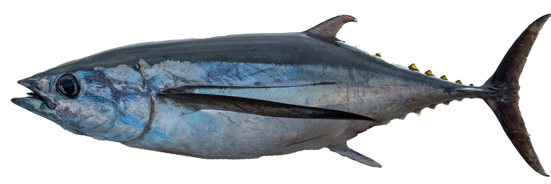 Albacore Tuna - Premium wild-caught fish