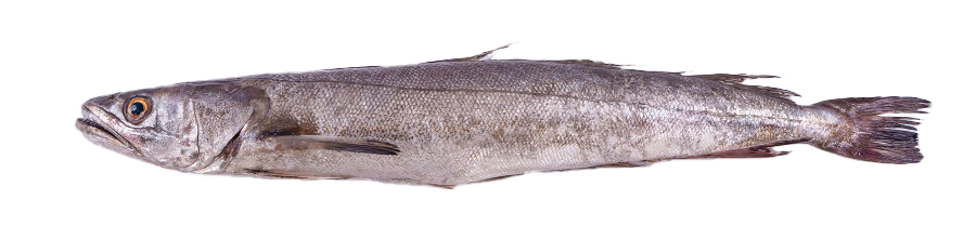 Hake - Premium wild-caught fish