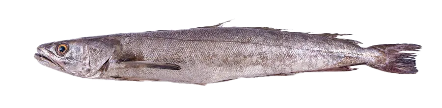 Hake - Merluccius paradoxus
