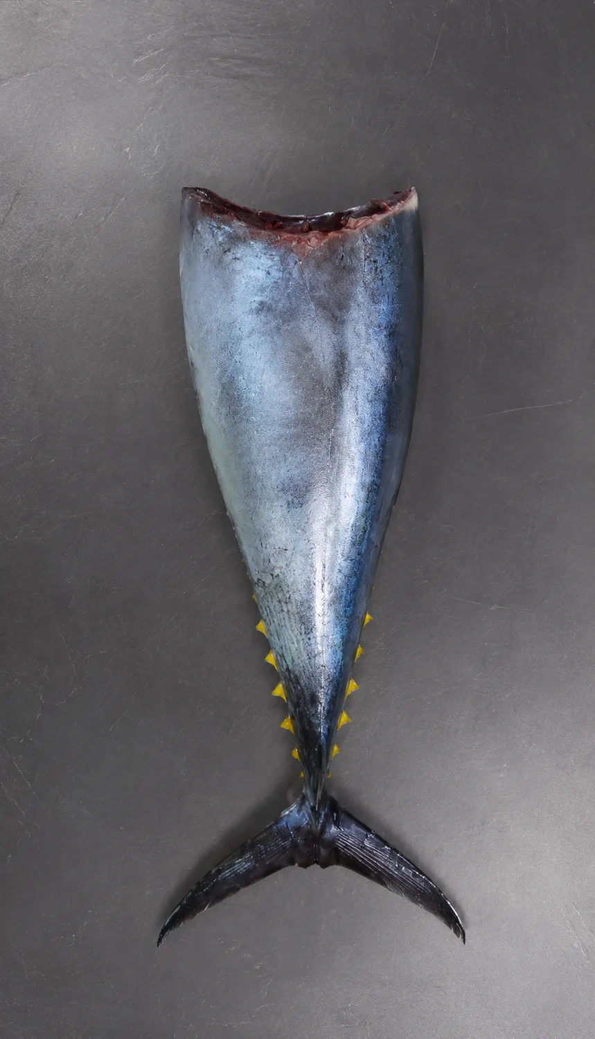 Yellowfin Tuna gill and gutted cut