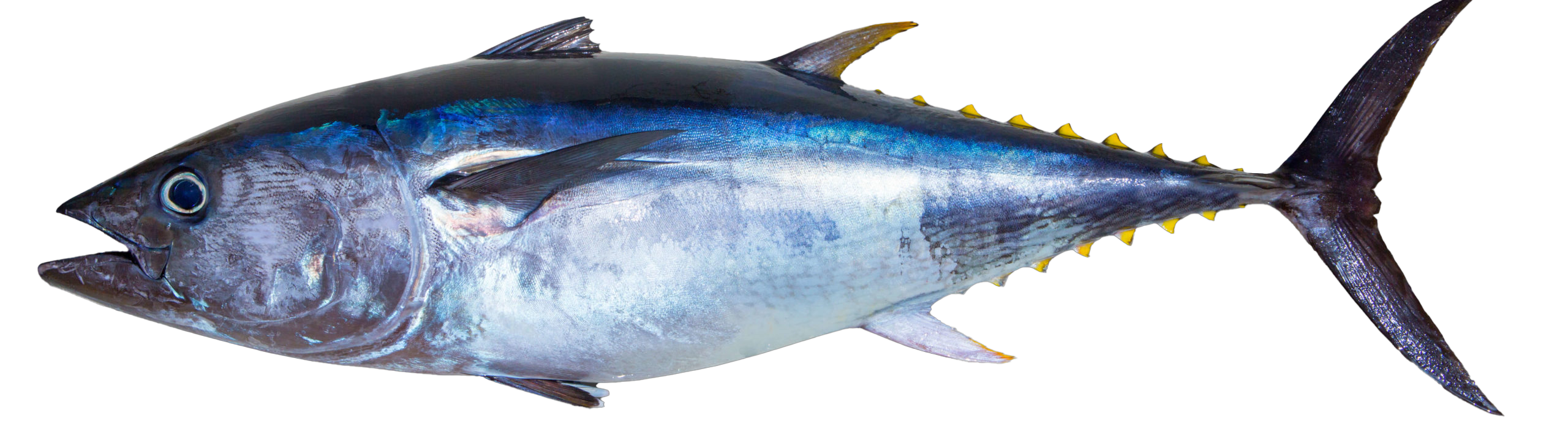 Yellowfin Tuna - Thunnus albacares