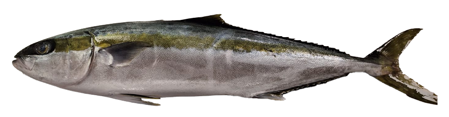 Yellowtail - Premium wild-caught fish
