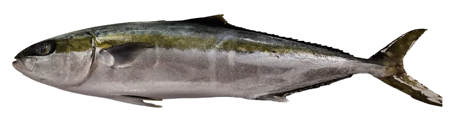 Yellowtail - Seriola lalandi
