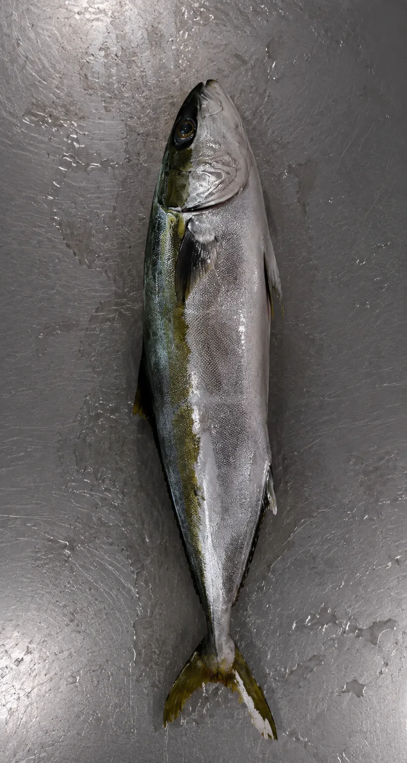 Yellowtail whole round cut
